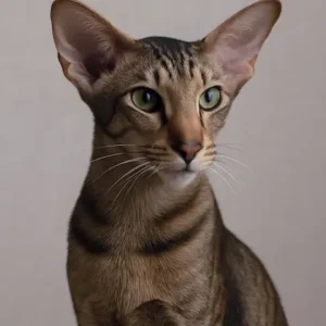 Oriental Shorthair