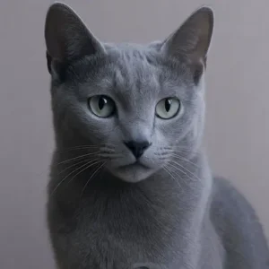 Russian Blue