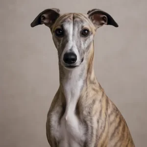 Whippet